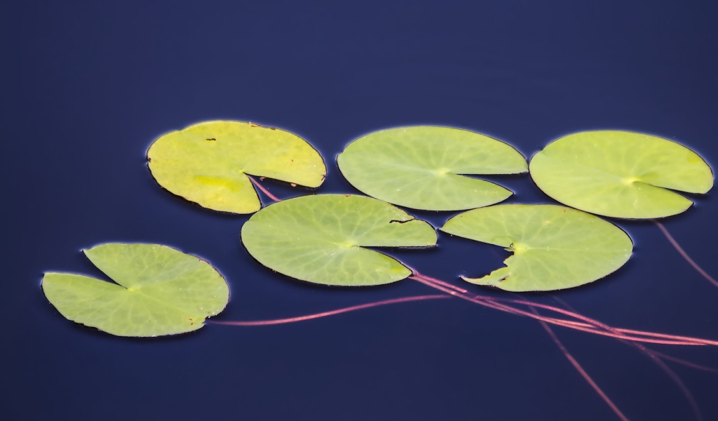 Листья водного растения