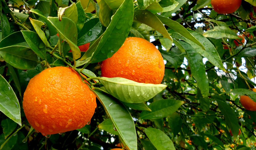 Апельсины на дереве