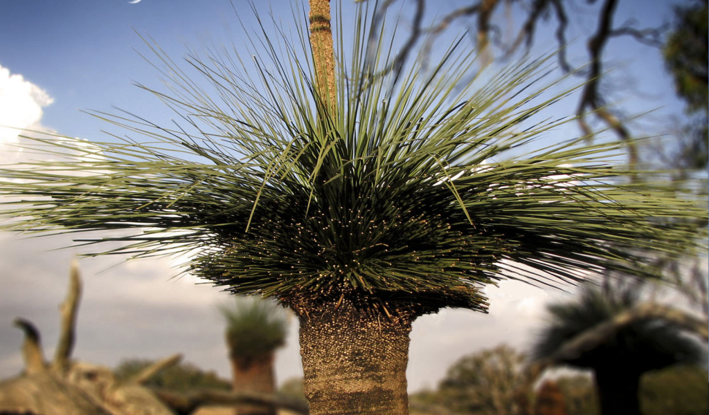 Оригинальные деревья