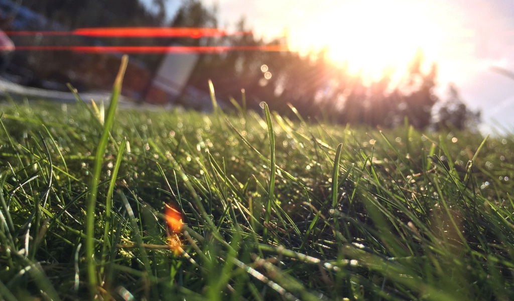 Лучи утреннего солнца на траве