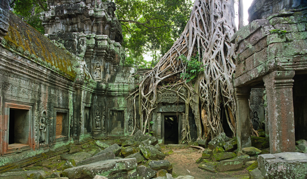 Корни дерева на развалинах