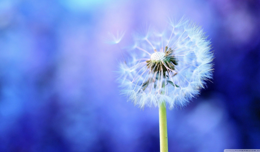 Семена одуванчика на голубом фоне