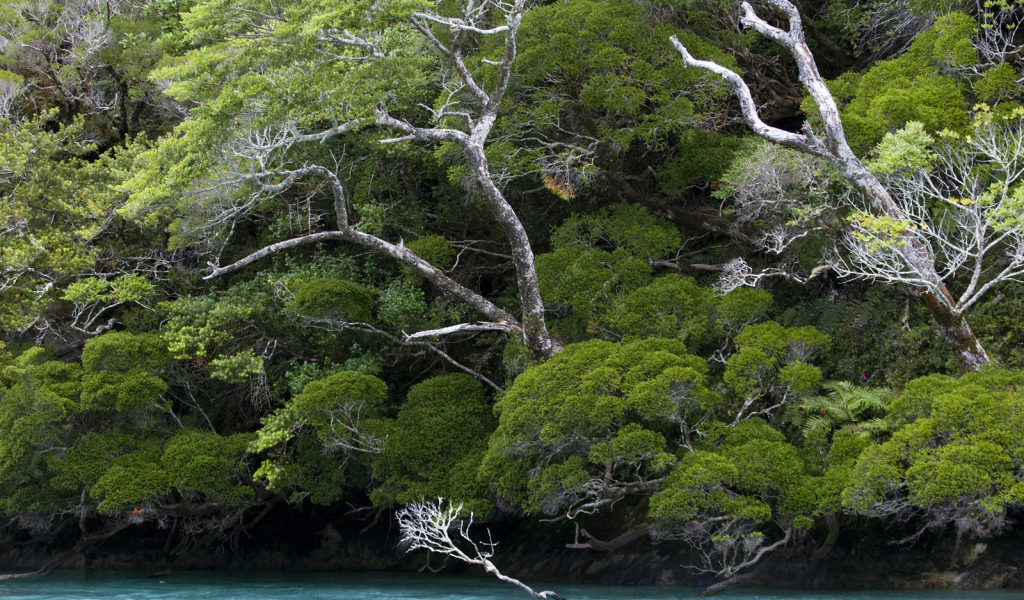 Деревья наклонились по ветру