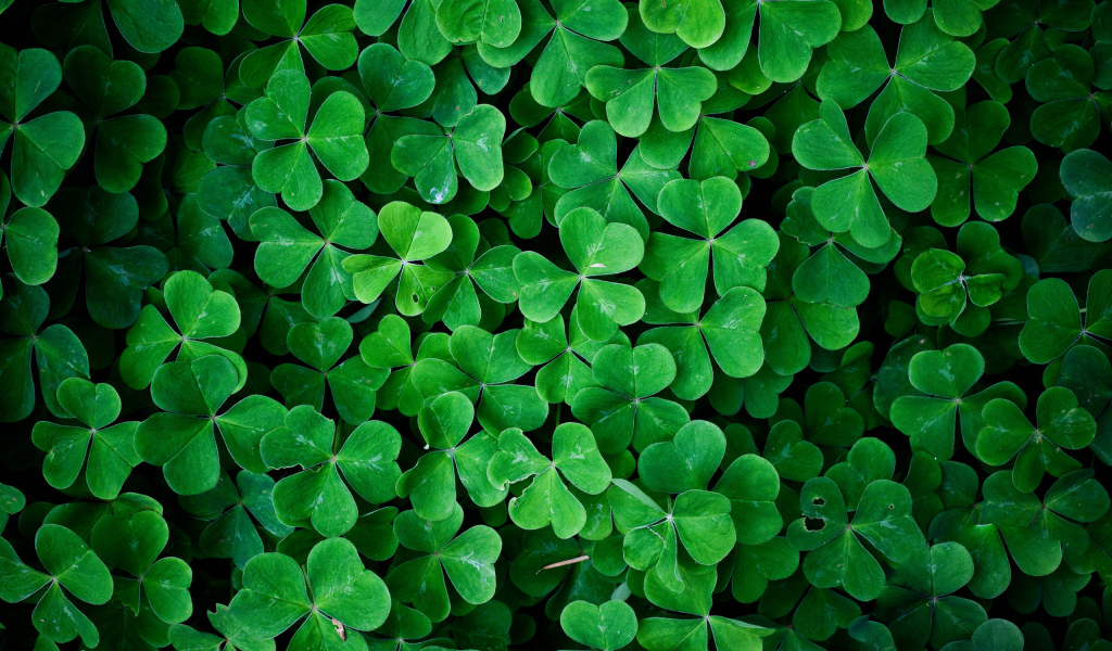 Заросли зеленого трилистника