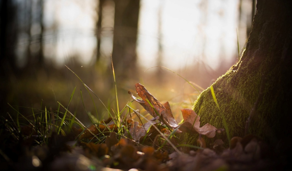 Тонкая трава пробивается сквозь прошлогодние листья