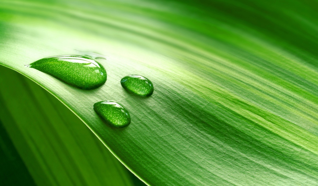 Три больших капли на зеленом листе