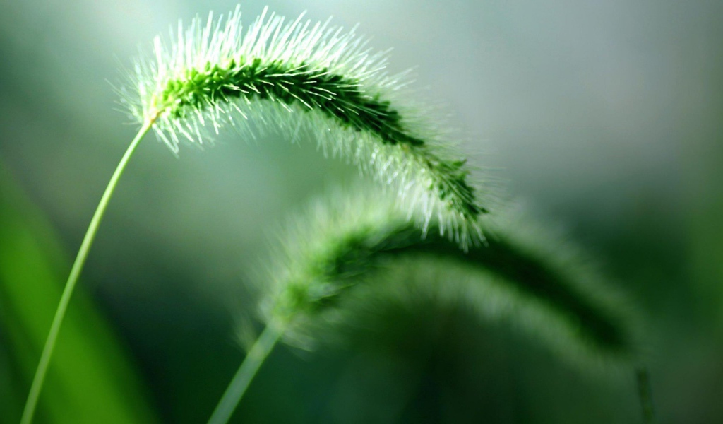 Два колоска дикого растения