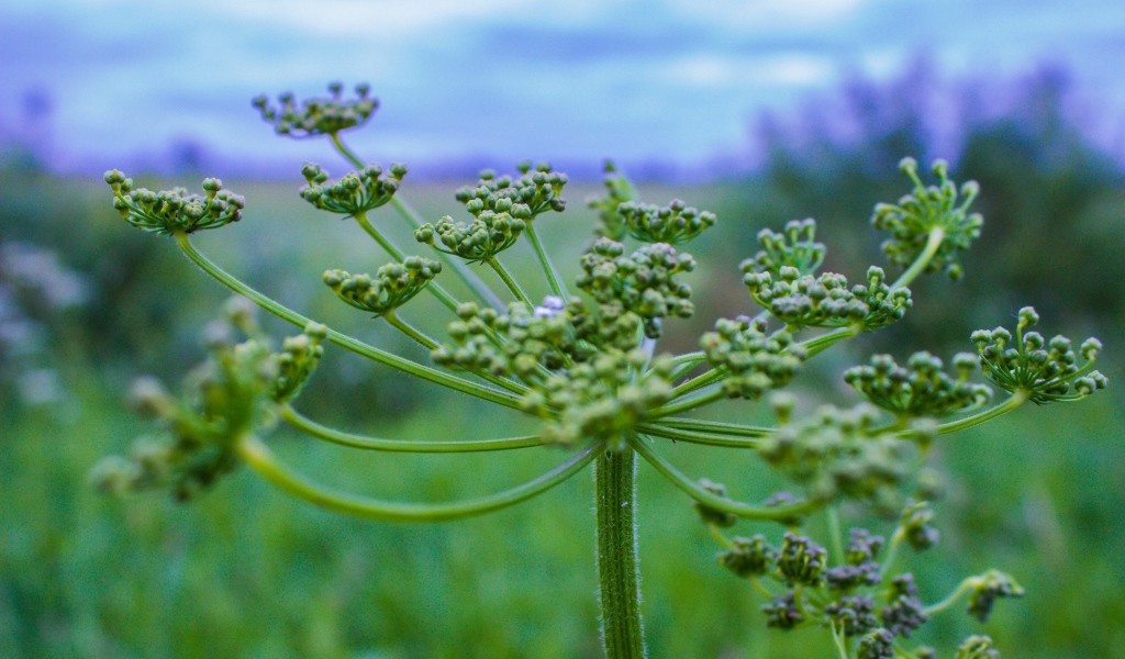 Зонтик зеленого сорняка