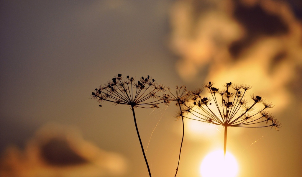 Зонтики с семенами растений