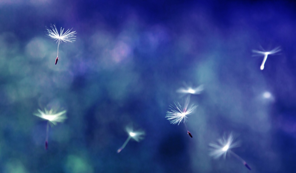 Зонтики с семенами разносятся ветром