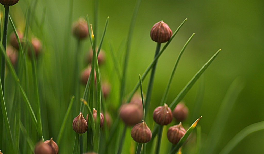 Нераскрывшиеся бутоны полевых цветов