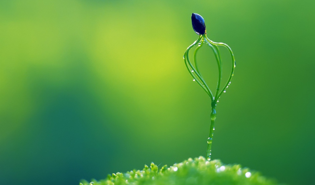 Необычный зеленый росток