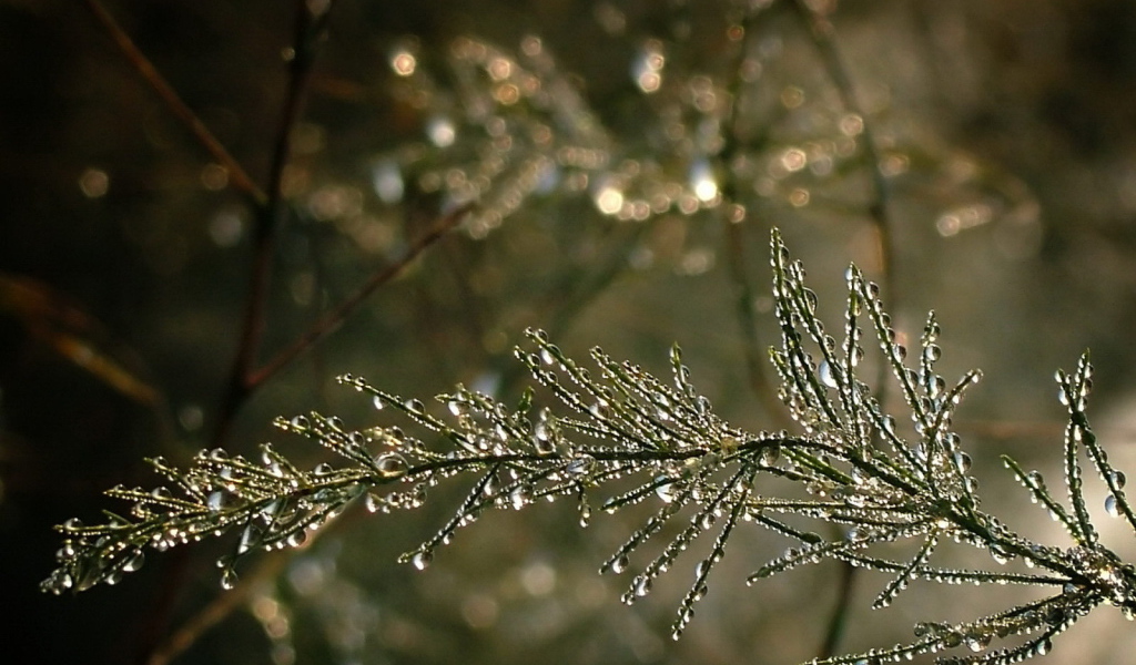 Капельки воды на ветке дерева
