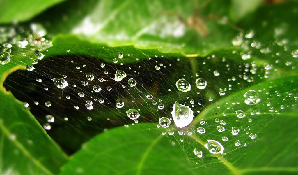 Мокрая паутина на зеленом листе