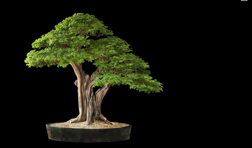 Белое дерево бонсай