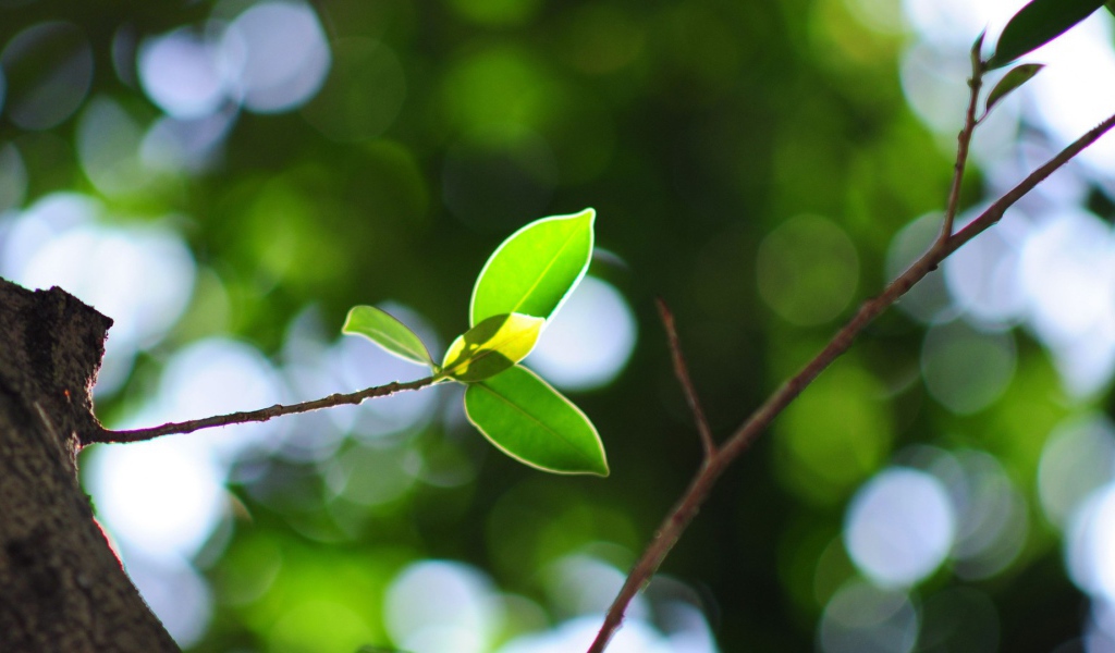 Молодая ветка на стволе дерева