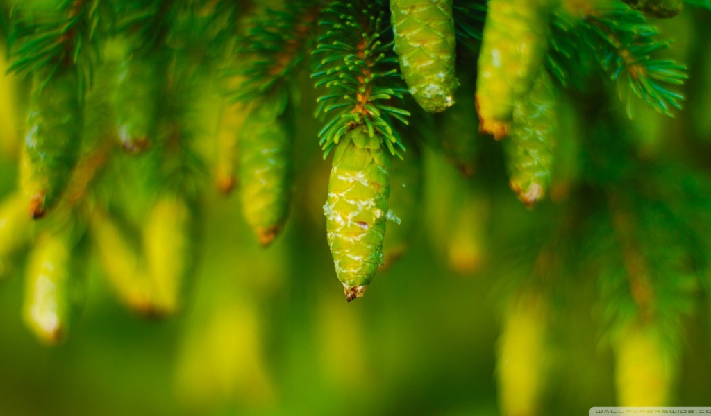 Молодые шишки на хвойном дереве