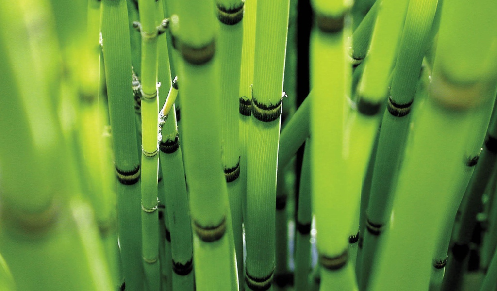 Молодые стебли зеленого бамбука