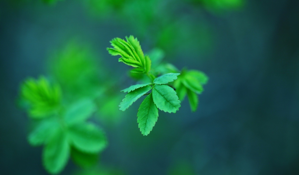 Молодые зеленые листья дерева