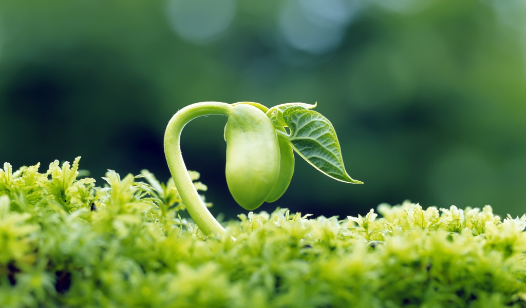 Молодой зеленый росток тянется к свету