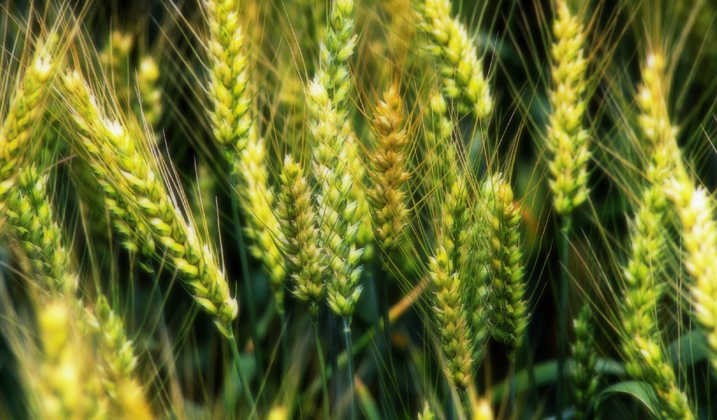 Молодые зеленые колоски пшеницы