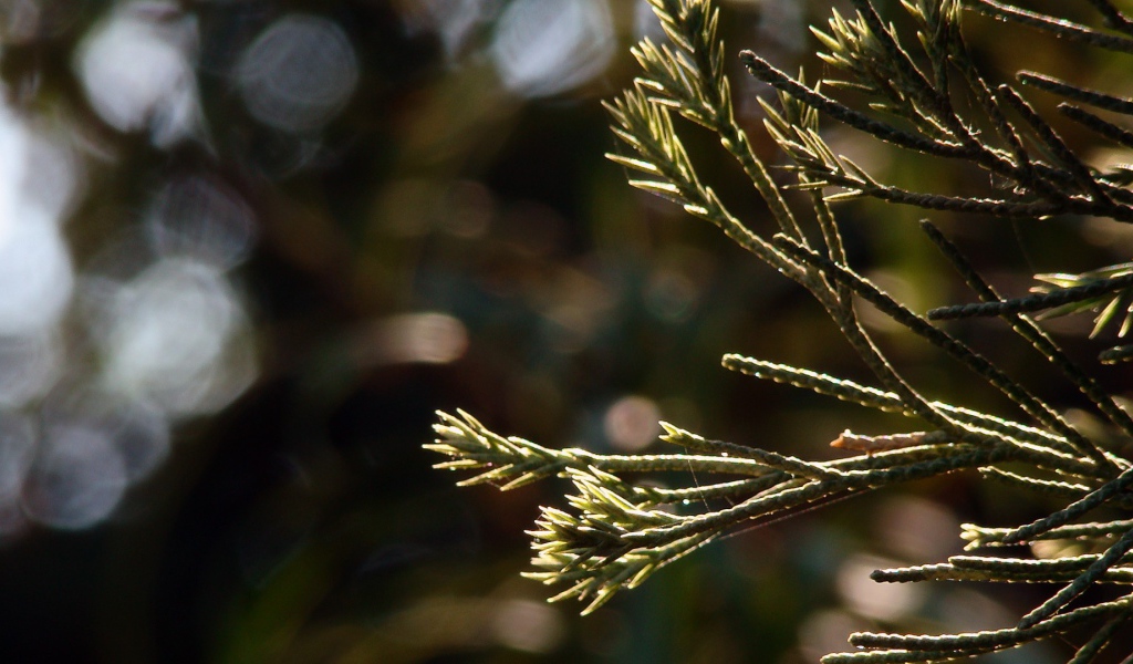 Молодые ростки в лучах яркого солнца