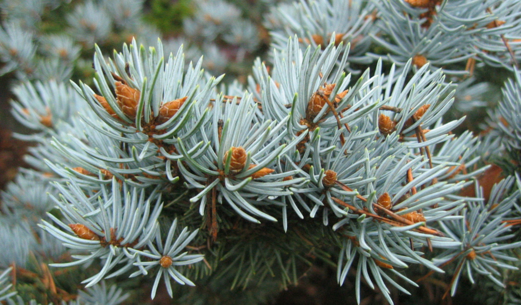 Ветки хвойного дерева