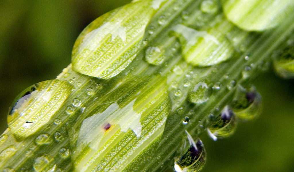 Капли на стебле растения