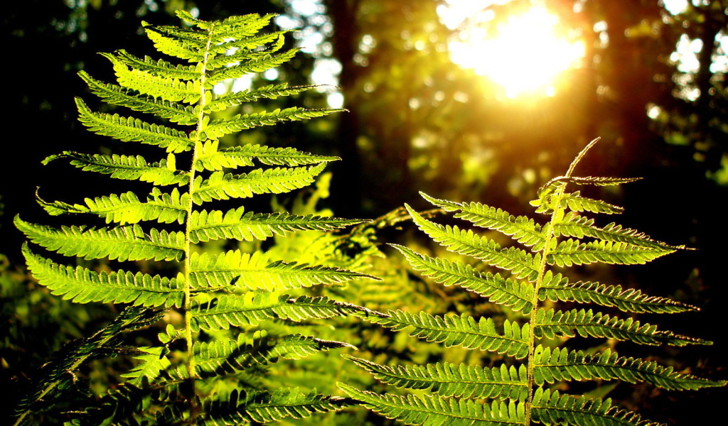 Листья папоротника на солнце