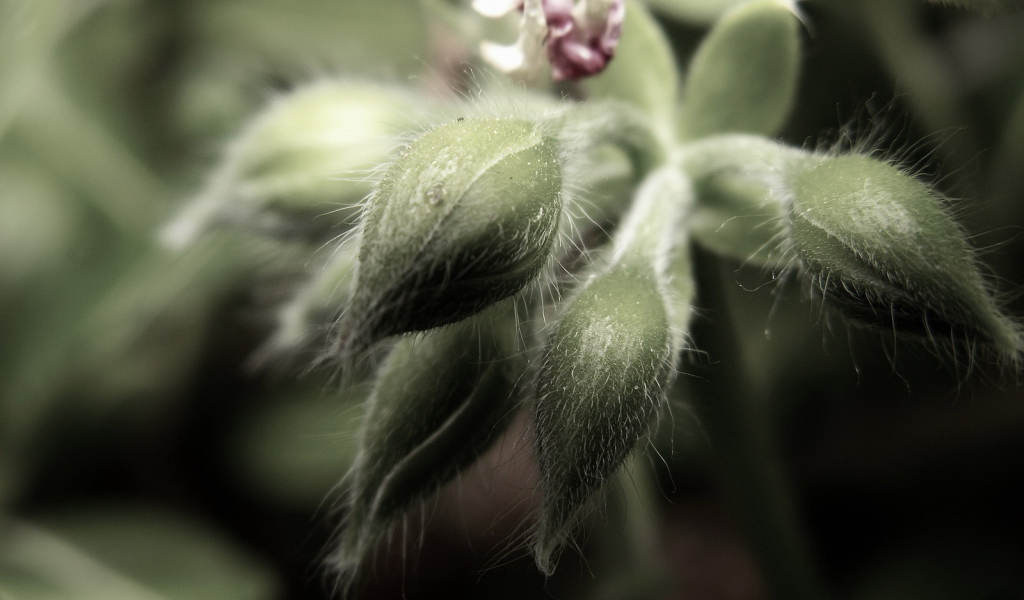 Пушистые бутоны цветков