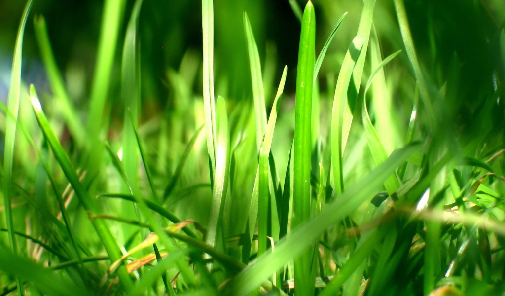 Зеленая трава в лучах солнца