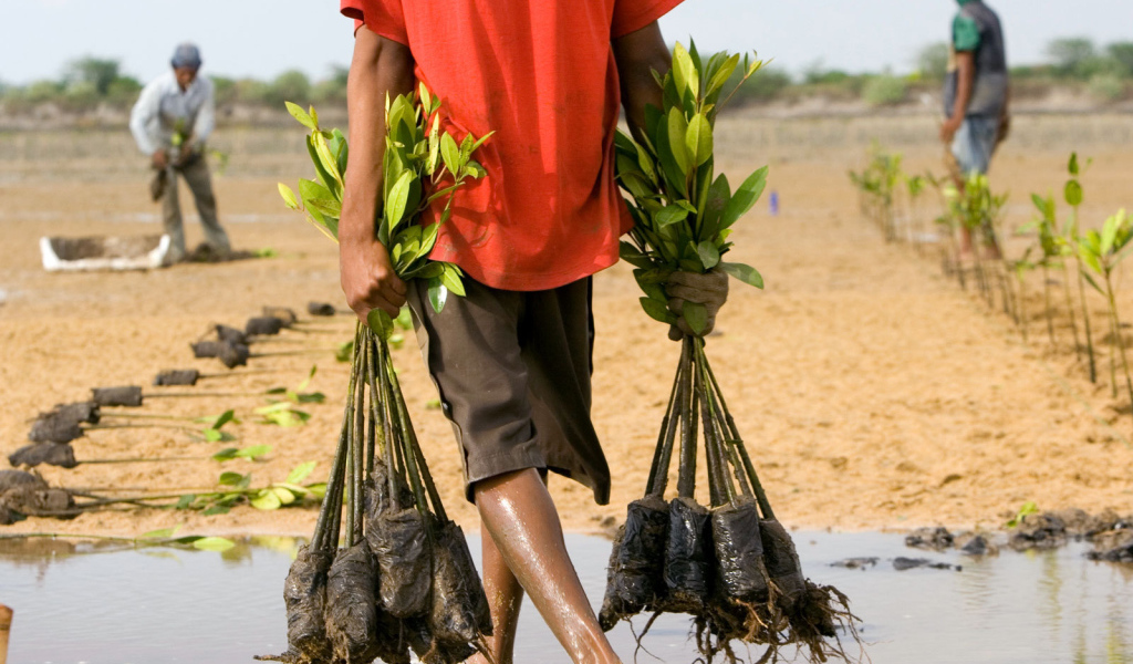 Человек несет саженцы