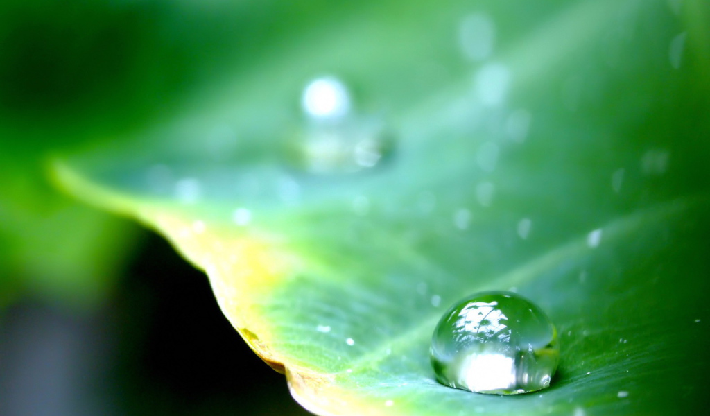 Круглая капля на листе