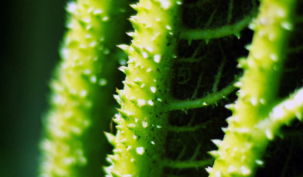 Стебли с колючками