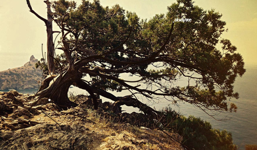 Дерево на вершине горы