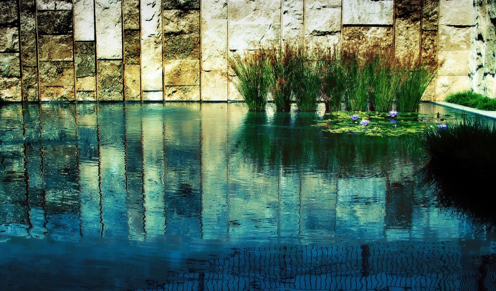 Водные растения у каменной стены