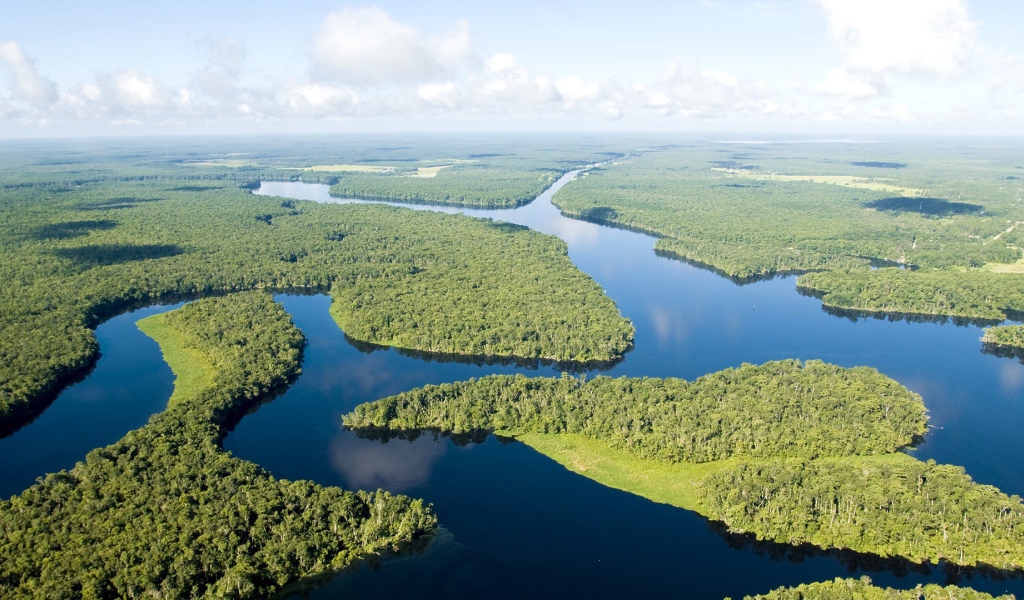 Густые леса на реке Амазонка