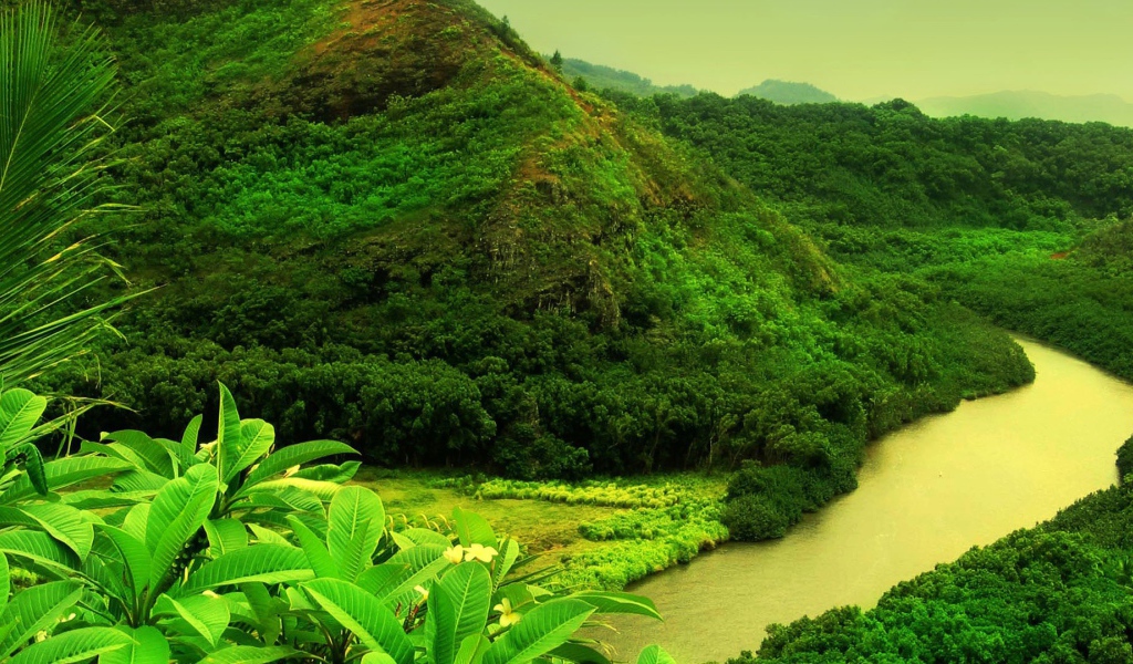 Мутная река в джунглях