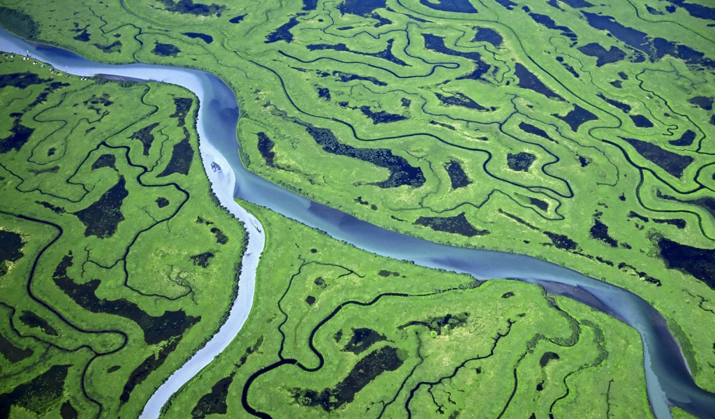 Река и болота в лесу с высоты