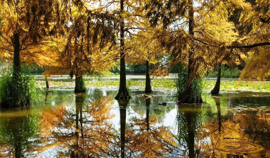 Разлившаяся река подтопила деревья