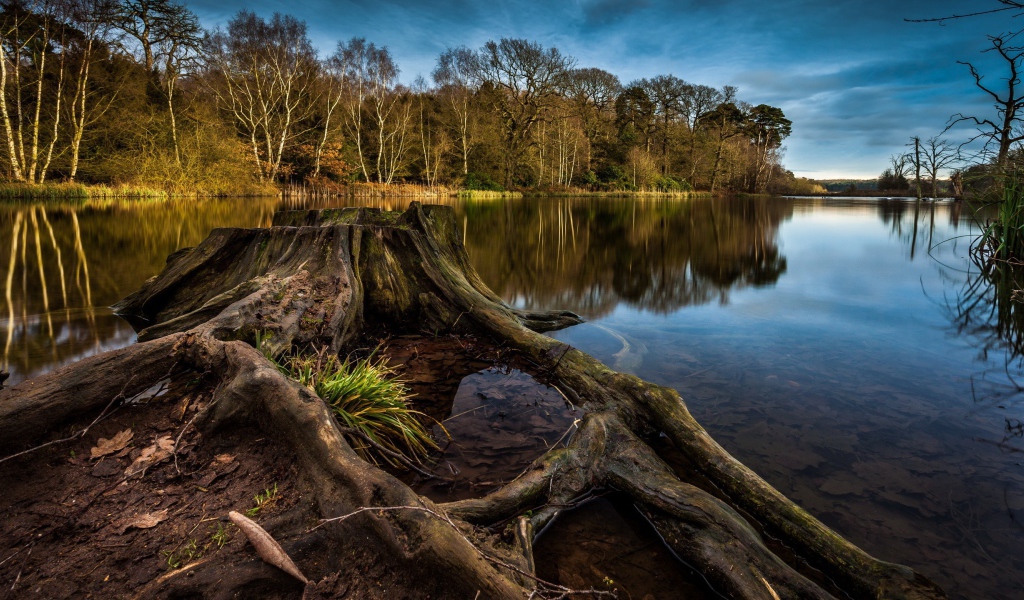 Пенек и корни дерева на краю озера