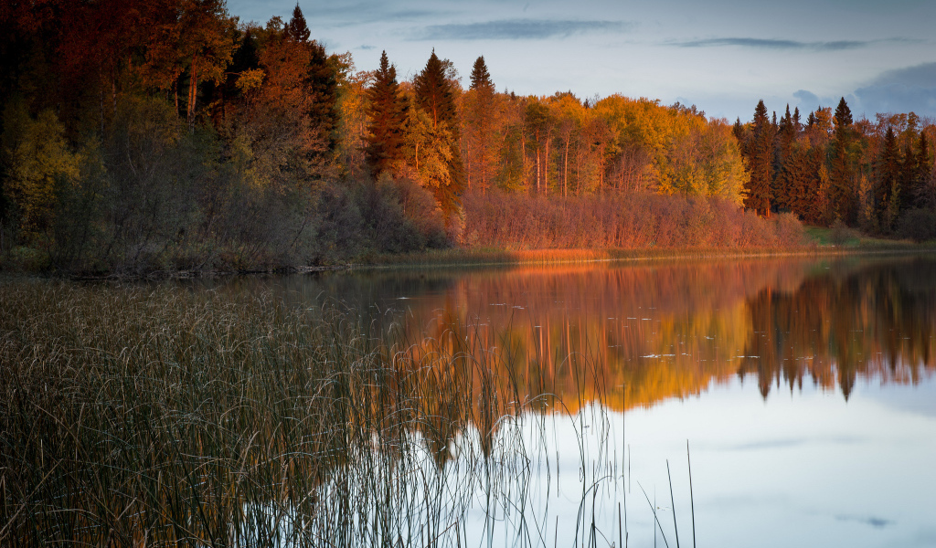 Солнечный свет на деревьях