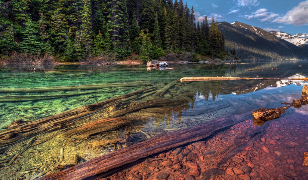 Стволы деревьев на дне прозрачной реки в горах