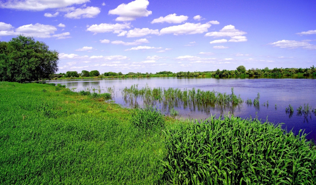 Заливной луг на берегу реки