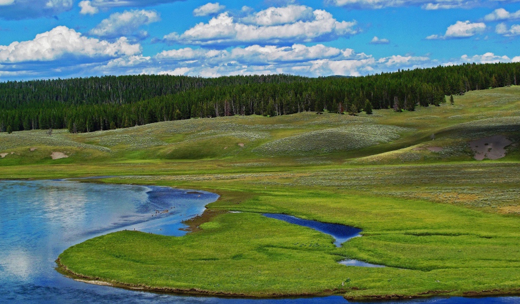 Заболоченный берег реки