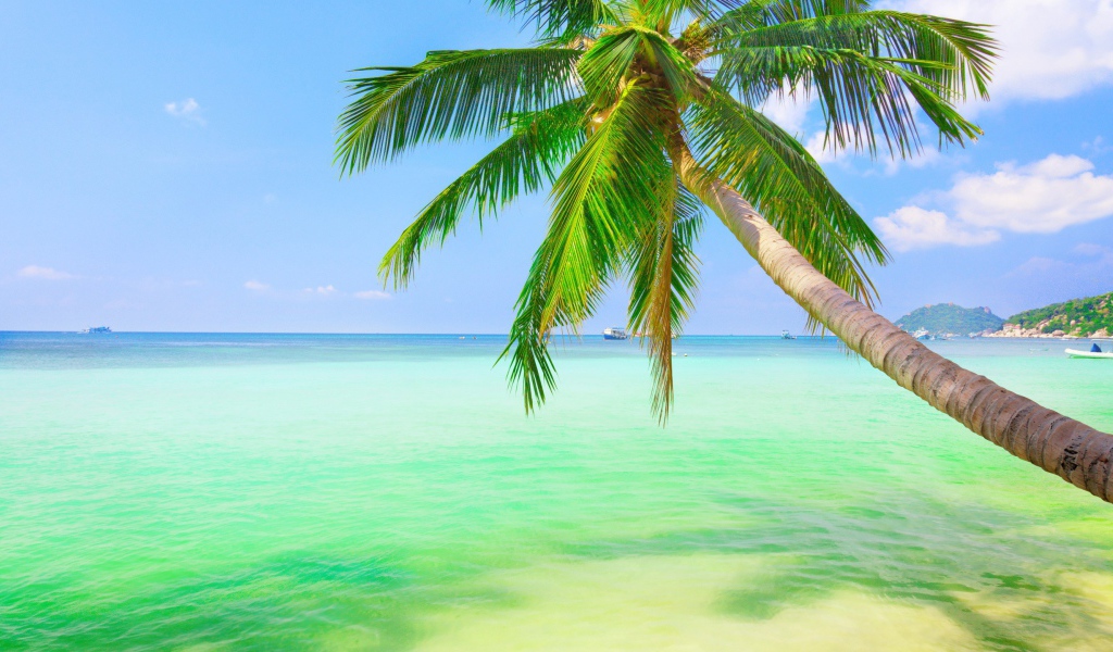 Пальма у зеленой воды на мелководье