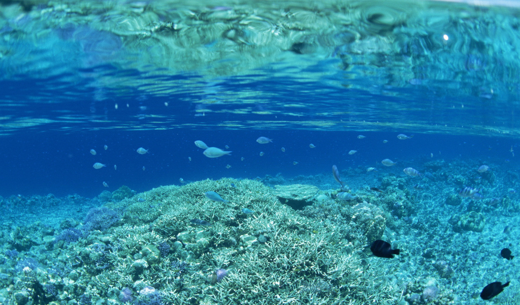 Прозрачная вода на коралловом рифе