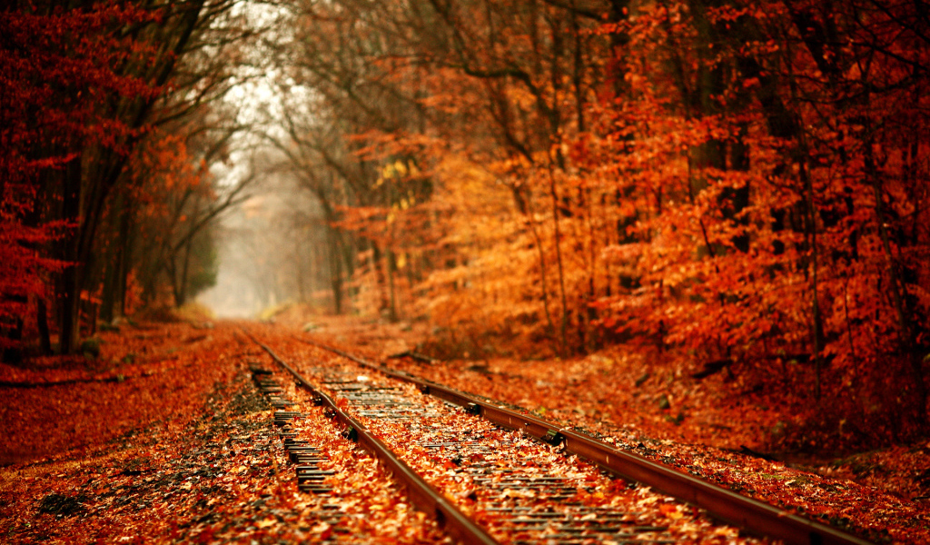 Railway in yellow forest