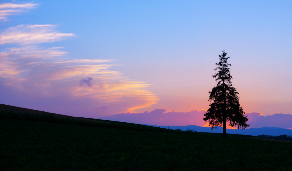 Одинокая ель на закате