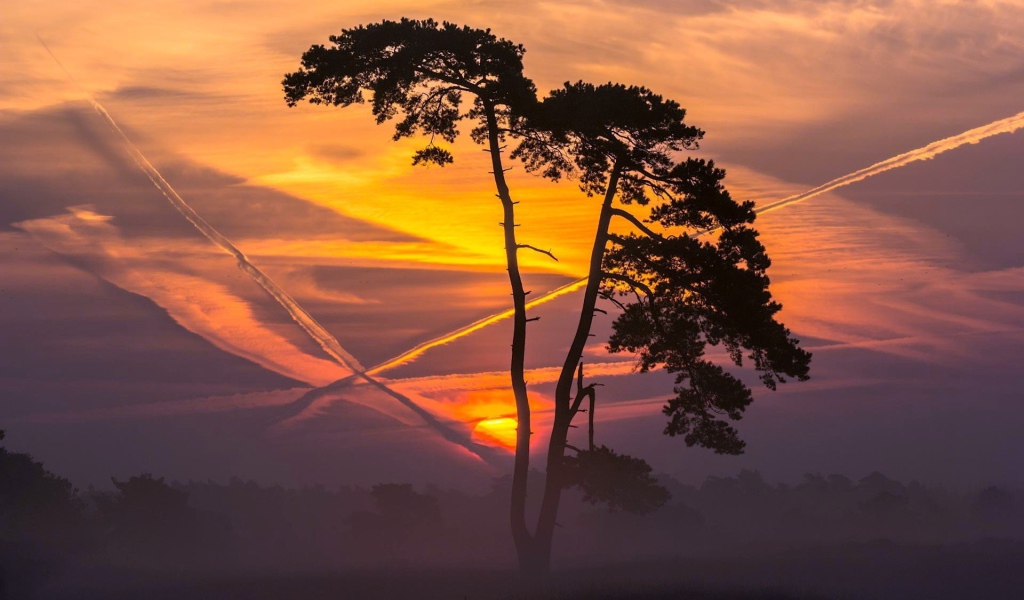 Дерево на фоне заката и следов самолета в небе